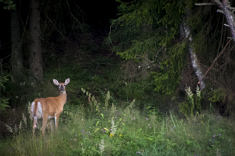 White tiled deer