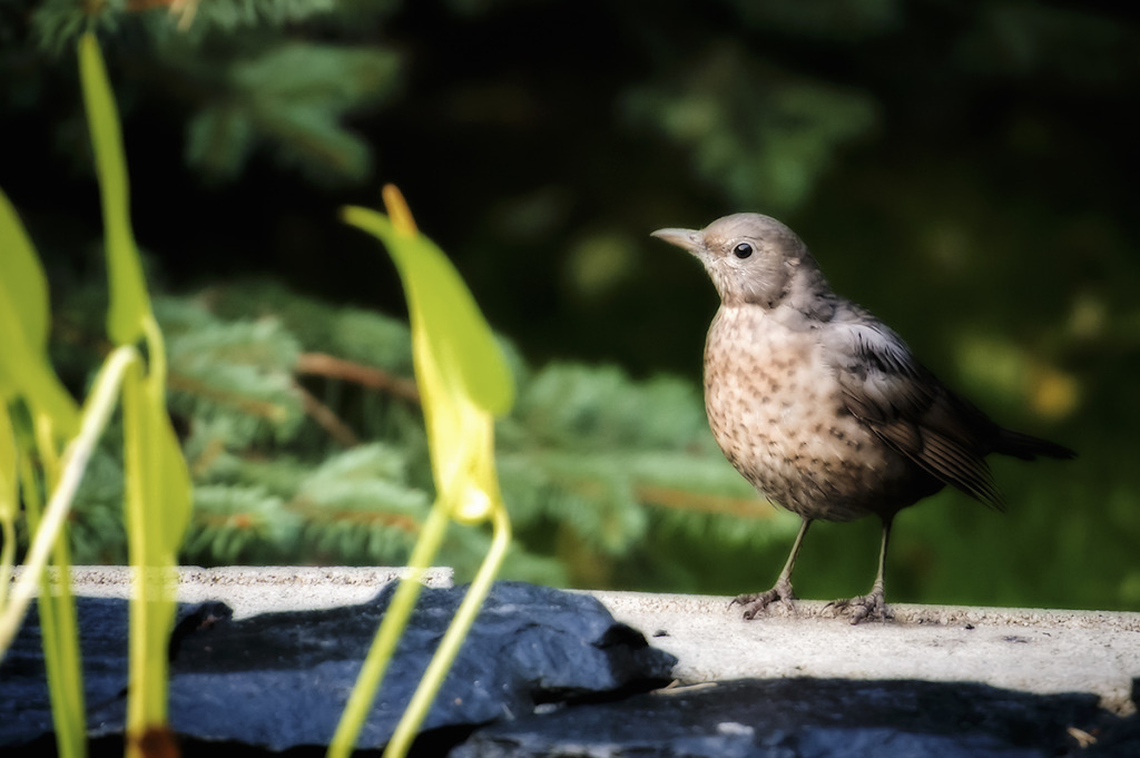 Turdus pilaris