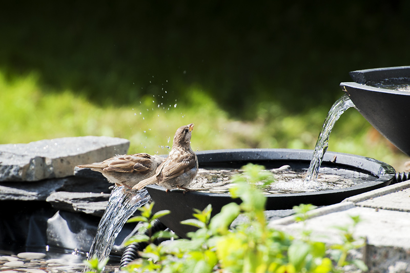 Varpunen3_800px.jpg - Ryhm�tilaisuudet onnistuvat my�s!