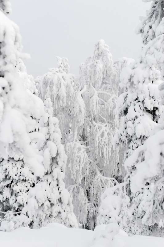 Aavasaksa16_800px.jpg - Kaamoskuvausta.