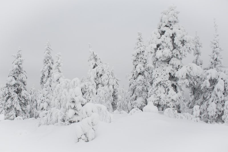 Aavasaksa24_800px.jpg - Kaamoskuvausta.