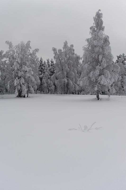 Aavasaksa9_800px.jpg - Kaamoskuvausta.