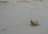 crap5 * 800 x 580 * (54KB)