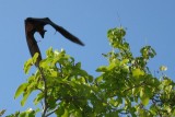 fruitbat2 * 800 x 539 * (75KB)