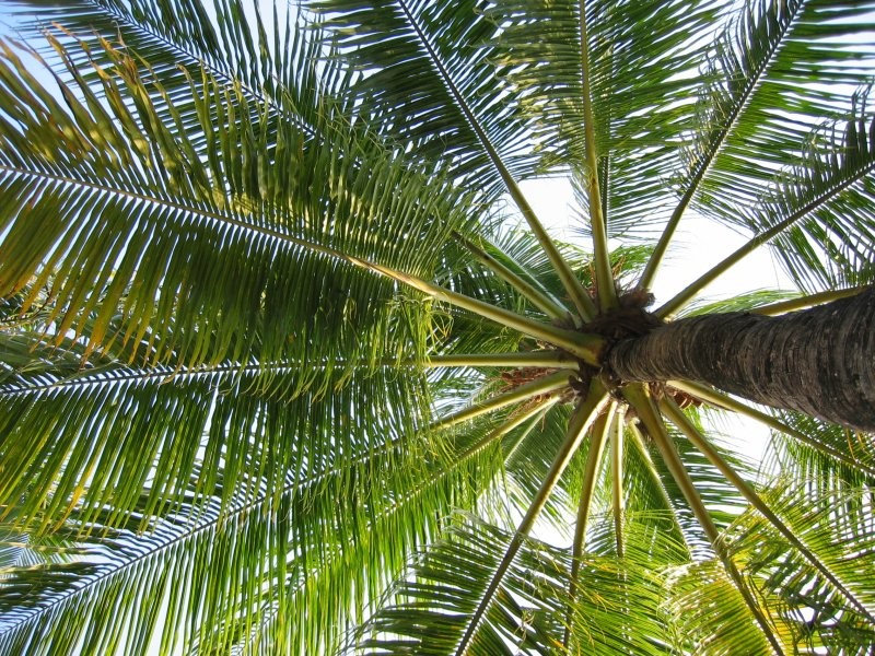 Click for the original image