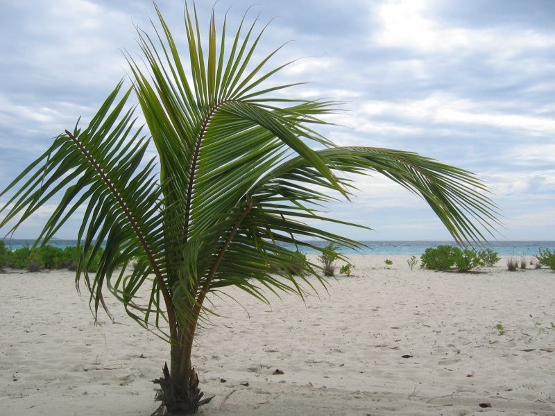 Click for the original image