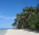 northshore1 * northshore palmtrees * 600 x 544 * (59KB)