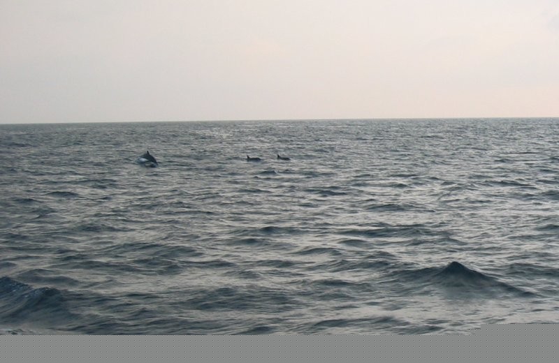 Click for the original image