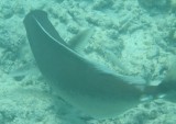 fish25 * 800 x 566 * (68KB)