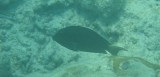 fish26 * 800 x 385 * (44KB)