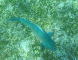 fish7 * 800 x 619 * (137KB)