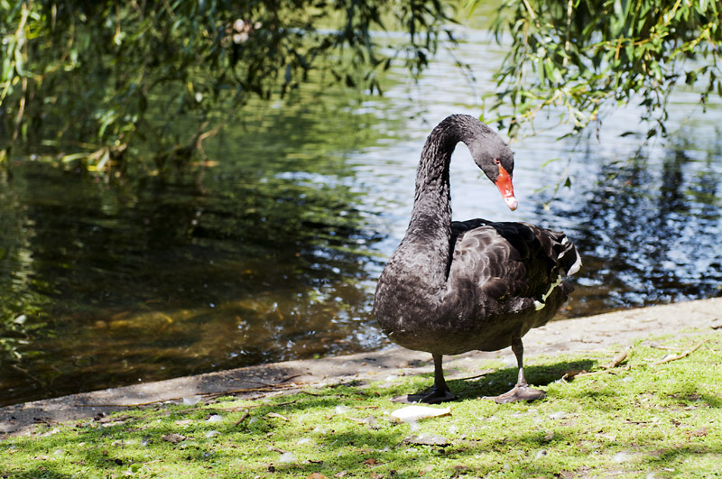 24.jpg - Musta joutsen St. James Parkissa