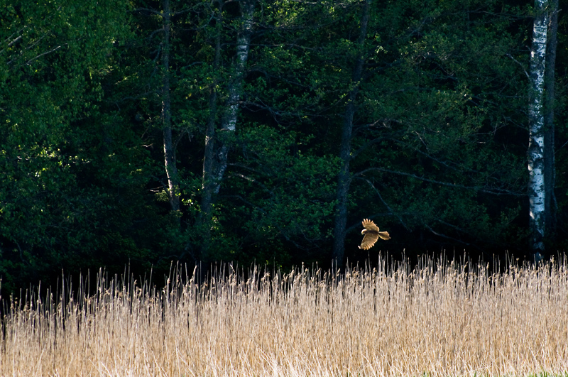 Kalasaaksi11.jpg - Kalasaaksi - haasteellinen illan valo kuvaukseen