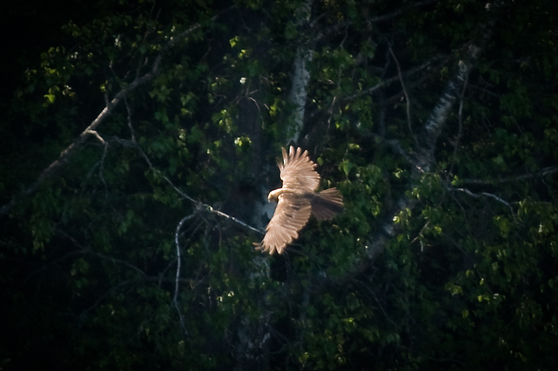 Kalasaaksi13.jpg - Valo tuli niin etta koko taustalla oleva metsa oli lahes pimea ja kuvauksen suhteen vastavalossa