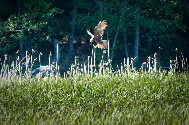 Kalasaaksi15.jpg - Saalis lahella