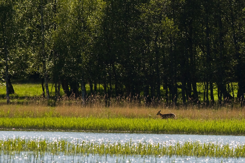 Peura1.jpg - Samalla ankkuripaikalla naimme siis tosiaan erilaisten tuttujen pihapiirilintujen lisaksi nisakkaita