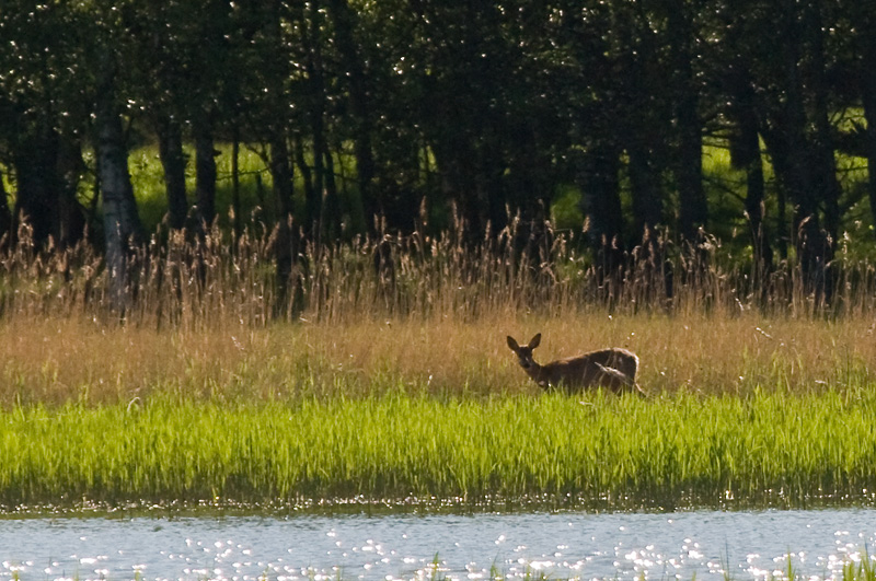 Peura5.jpg - ja sekin naki meidat