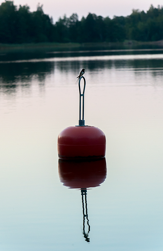 Martlet (Haarapääsky)