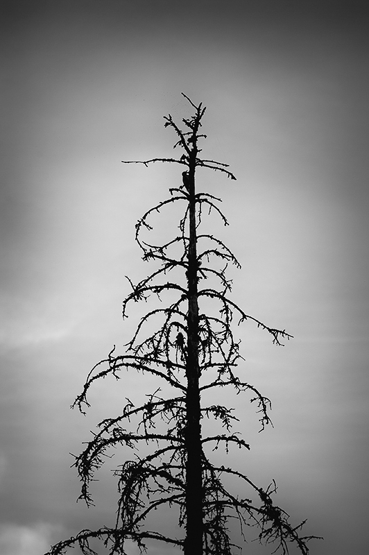 Woodpecker (Käpytikka)