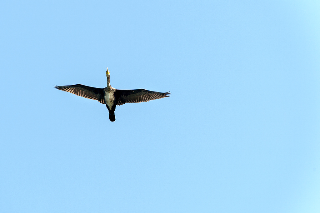 Cormorant (Merimetso)