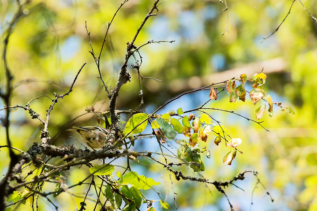 Finch (Peippo)