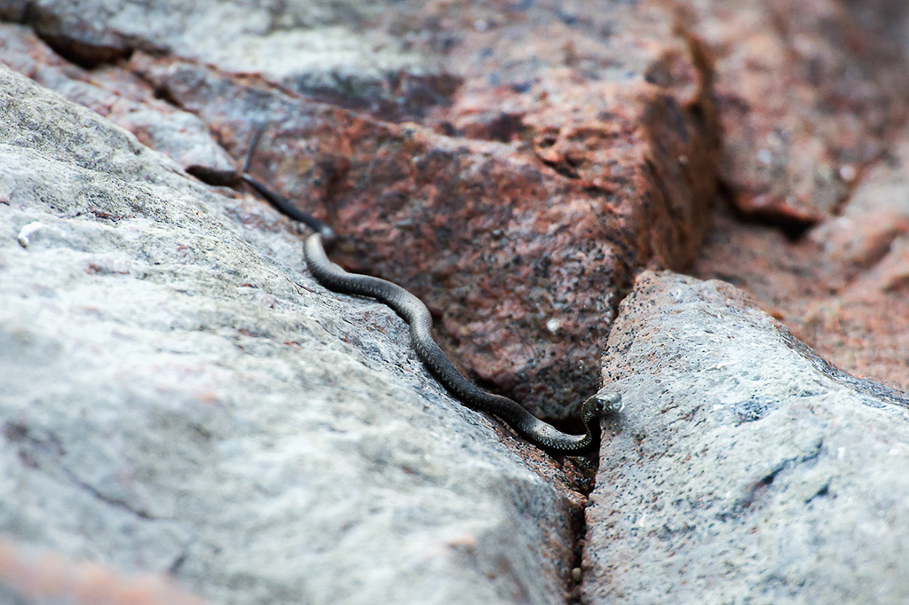Grass Snake (Rantakäärme)