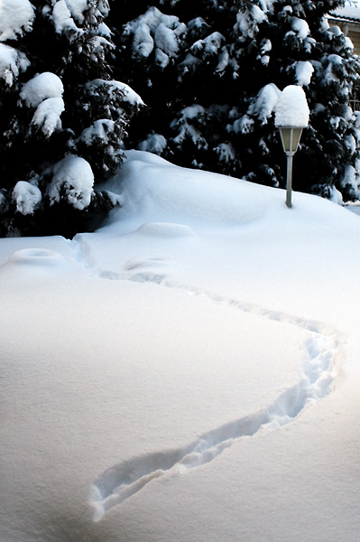 Jaljet1.jpg - Joku asuu meidan tuijien alla... Nikkor 24mm f4