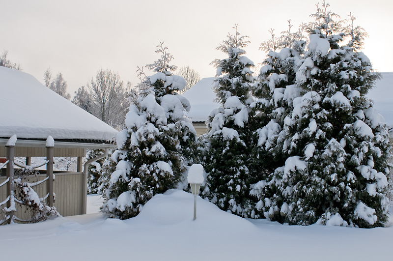 Tuijat1.jpg - Takapihallakin on lunta. Nikkor 24mm f4.