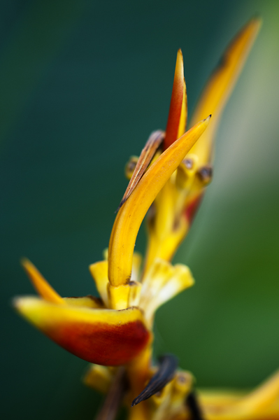 Flower2_600px.jpg - Flower in garden