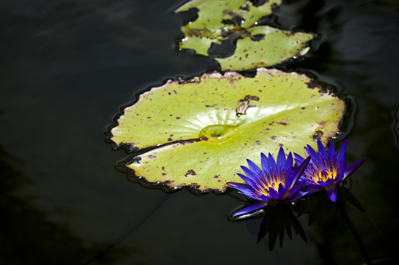 FlowersInPond_800px.jpg - Flower in garden pond