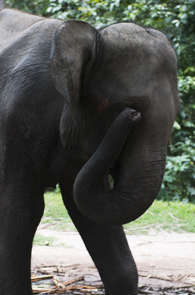 Elephant_600px.jpg - Elefantti sai silm��ns�. Elephant got something in the eye.