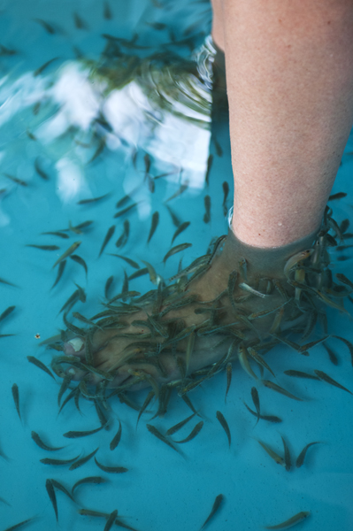 Fishtreatment3_600px.jpg - Kalasukat. Fishsocks.