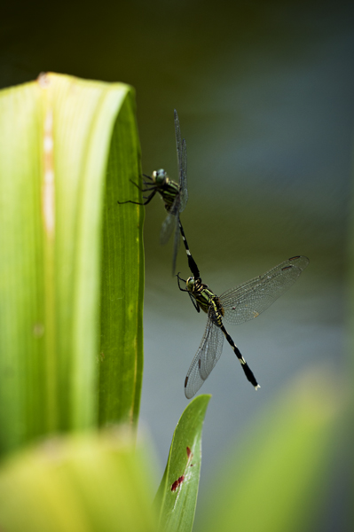 Dragonflies3.jpg - Korentoja. Dragonflies.
