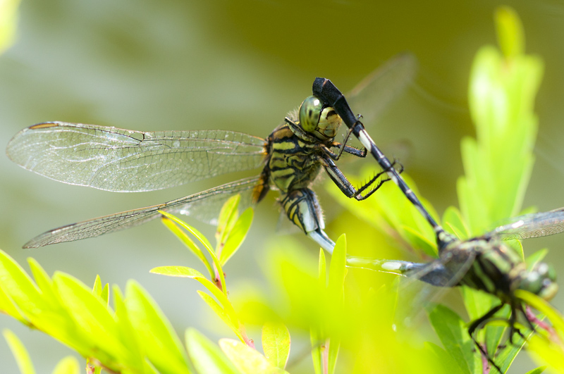 Dragonfly27.jpg - Korentoja. Dragonflies.