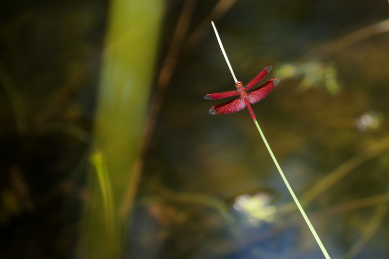 Dragonfly32.jpg - Korentoja. Dragonflies.
