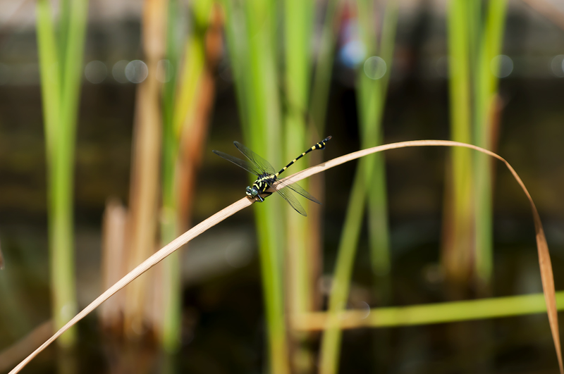 Dragonfly33.jpg - Korentoja. Dragonflies.