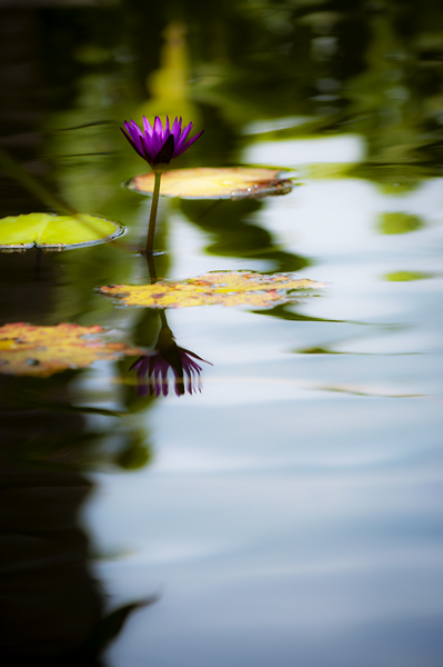 Flower4.jpg - Flower shot. Inspired by one French impressionist called Monet.