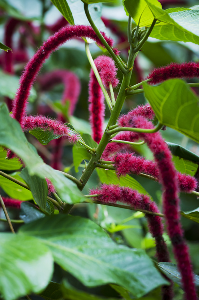 Flower5.jpg - Weird looking flowers.