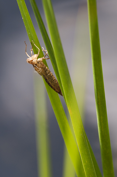 Insect.jpg - Kaveri oli hievahtamatta koko photoshootin ajan.