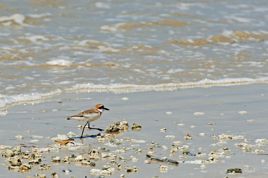 31.jpg - Kahlaaja - pit�isi jossain vaiheessa tarkistaa lajit