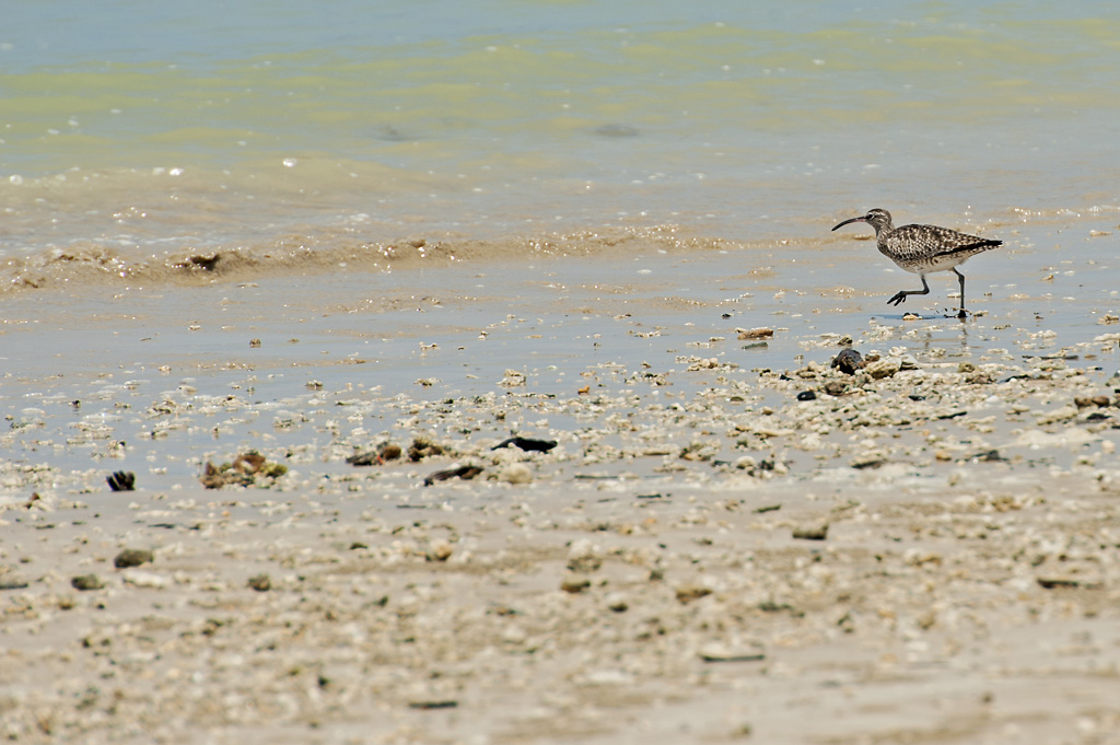 32.jpg - Kahlaaja - pit�isi jossain vaiheessa tarkistaa lajit