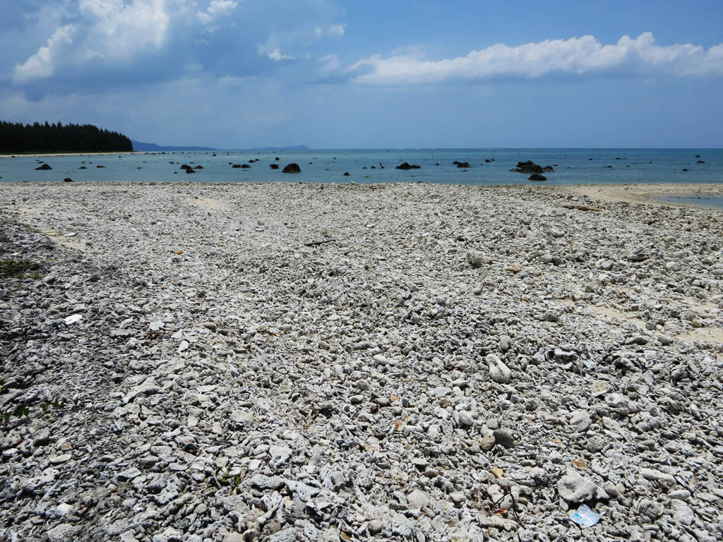 39.jpg - Cape Pakarangia kutsutaan my�s Cape Coraliksi t�m�n vuoksi. Sinne huuhtoutuu paljon myrskyiss� kuollutta korallia.