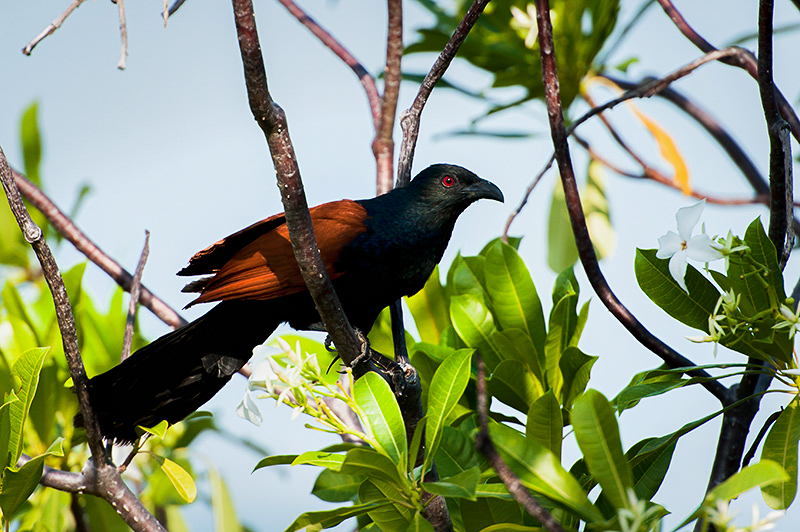 Crow Pheasant